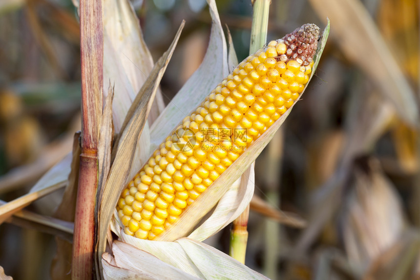 收获生长玉米成熟其耳朵被拍摄为近距离玉米的里普角命令图片
