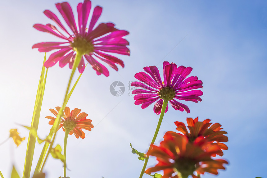 复古的太阳丰富多彩粉红花朵在大自然的园中美丽地开蓝天背景图片