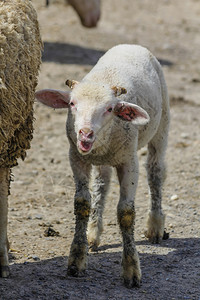 场地一只肮脏的白羊羔有焊接羽毛象征母羊图片