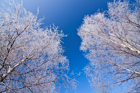 场景天气冬季风树木霜冻季节图片