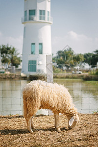 肖像农村场的绵羊可爱白色图片