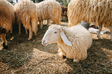 轻擦农村场的绵羊吃毛图片