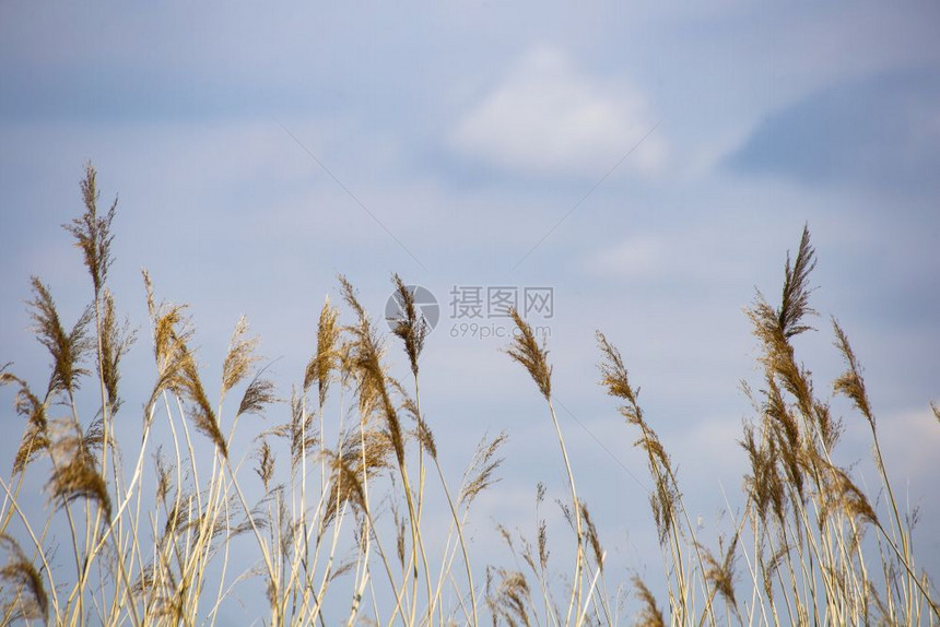 黄色的季节湖开花长草科学名称绿地法拉热米人故意模糊在池塘岸边风中轻摇晃近黑白深底李德Reed草盛开在池塘岸边风轻摇晃背景图片