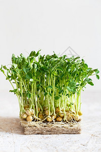 苜蓿生长粮食豌豆高清图片