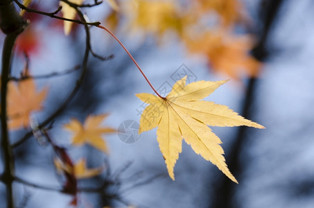 叶子在蓝天前的背光下一片黄色的日本树枝蓝色天空前的黄月光日本人户外图片