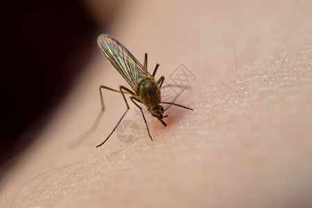 感染蚊子吃人类皮肤上的血春夏常见吸血昆虫概念宏观摄影师疟疾不卫生图片