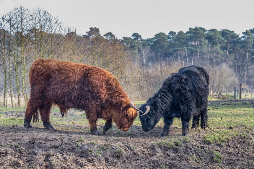 自然在春季与黑人和棕色苏格兰高地公牛和奶战斗生气的高地人图片
