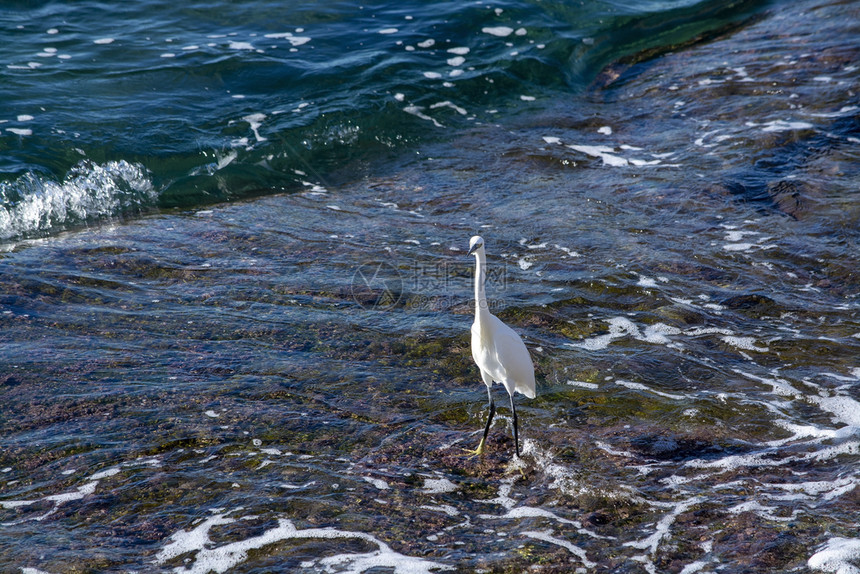 岛经过西班牙马洛卡白埃格雷特鸟在岩石海岸地的沿海面上白埃布雷特鸟在岩石海岸地上鸟图片