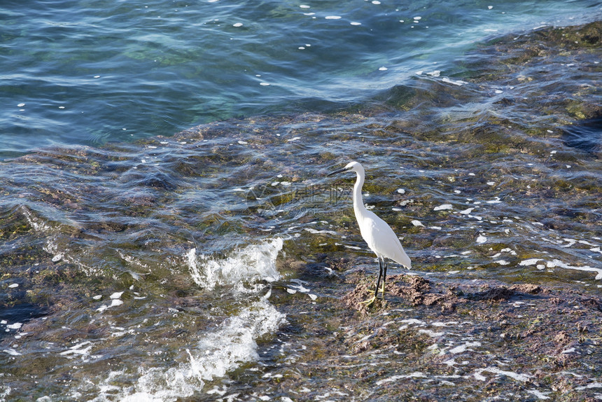 新鲜的地中海西班牙马洛卡白埃格雷特鸟在岩石海岸地的沿海面上白埃布雷特鸟在岩石海岸地上动物图片