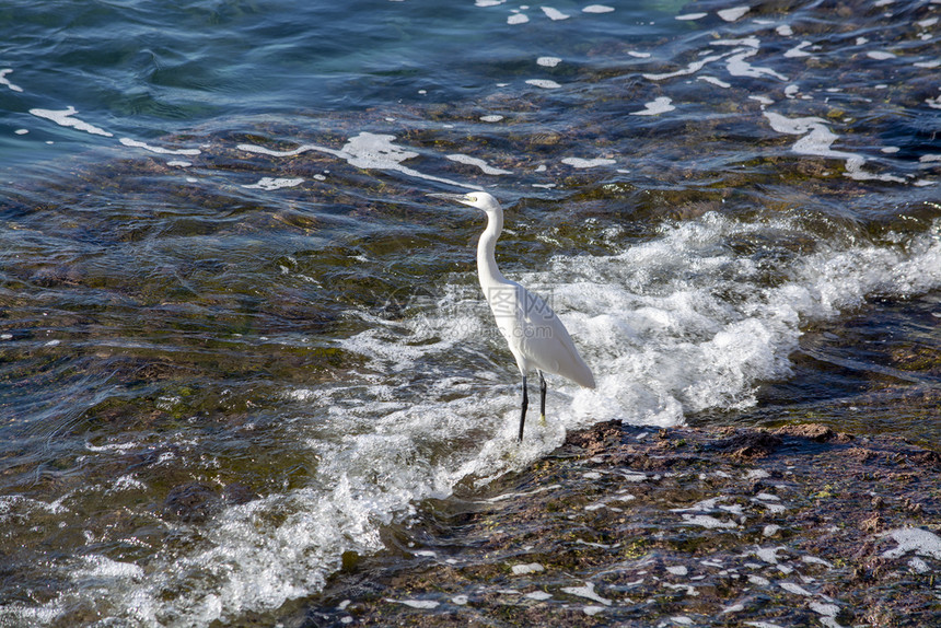 目的地喙西班牙马洛卡白埃格雷特鸟在岩石海岸地的沿海面上白埃布雷特鸟在岩石海岸地上波浪图片
