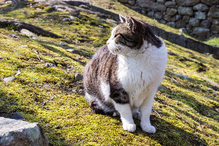 看脸绿色日本兵库县喜木寺城堡园区可爱的猫背景图片