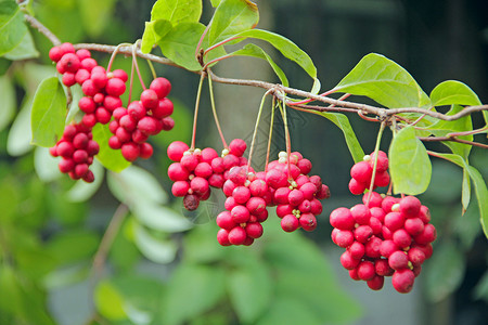 五味子红色果实成排生长熟五味子丛生有用植物作红五味子成排挂在绿枝上五味子植物在树枝上结果红色五味子实成排生长在花园里的藤背景图片