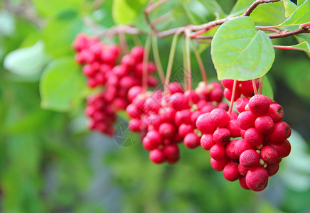 有用的植物红五味子成排生长熟五味子群有用植物作红五味子成排挂在绿枝上五味子植物在树枝上结果红五味子成排生长在枝条上成熟五味子在花园里的藤本背景