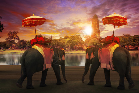 大象带人Ayuthaya世界遗产地的旧塔前大象用泰王国传统配件着装用于旅游和多途背景及等旅游用途Ayuthaya世界遗址老的常设动物背景
