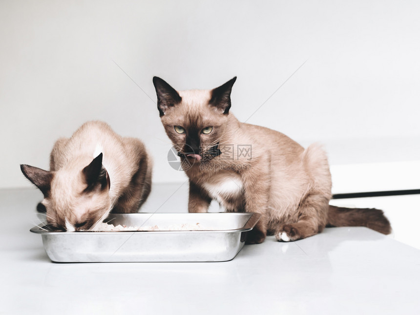 无毛猫吃猫粮图片