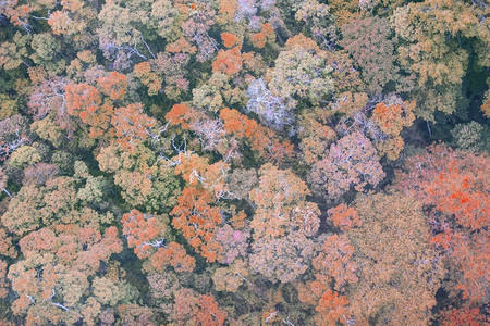 树梢最佳植物学图片