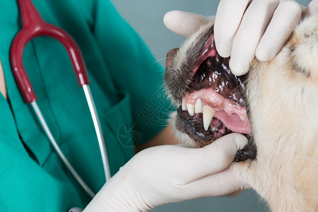 给宠物狗看牙的兽医图片
