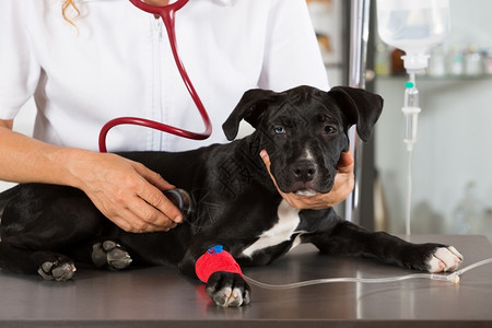 给宠物狗检查治疗的兽医图片