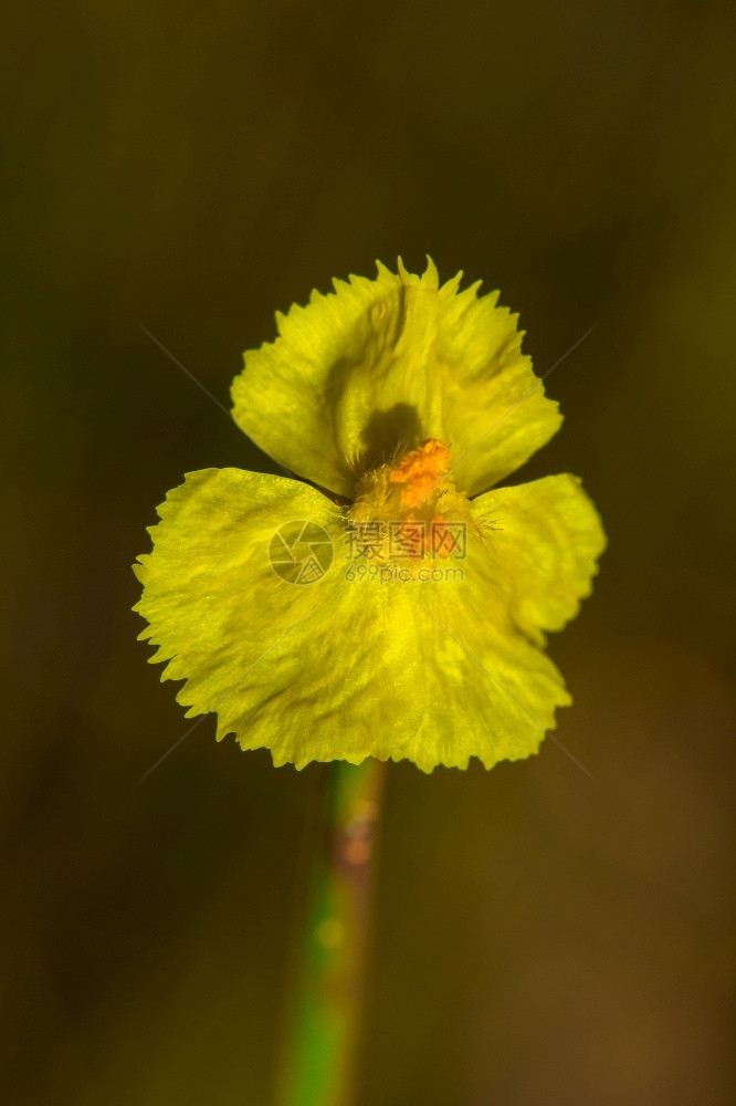 旅行吃昆虫的长成105厘米高的小圆块黄野生花朵长于105厘米高的小岩浆中季节图片