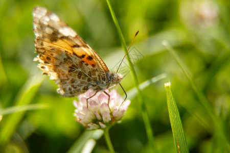 颜色一只美丽的蝴蝶喝着粉红花的蜜在阳光日上用小抓紧地选择重心握草地图片