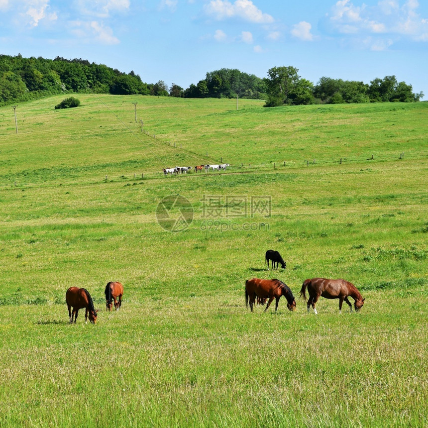 有色自由在大然中由放牧的美丽马匹与野生动物相伴的美丽天然彩色背景动物春天图片
