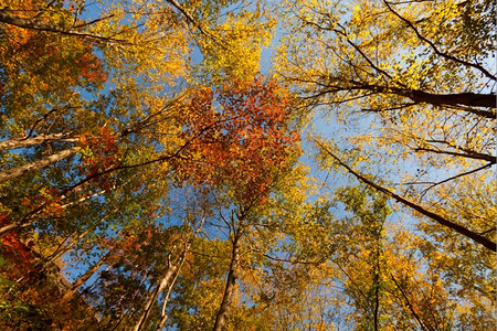 秋季树林仰视角度图片