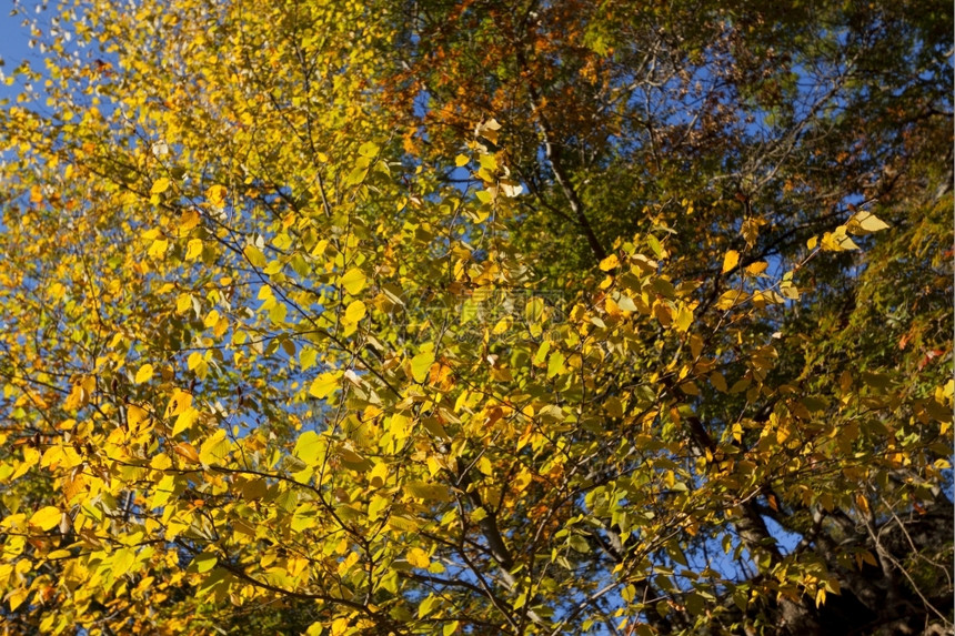 纽约上州美丽的瀑布风景秋季十月叶子图片