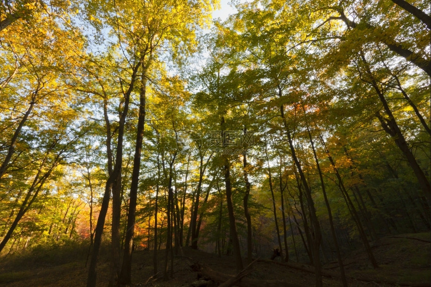 纽约上州美丽的瀑布风景植物十月橙图片