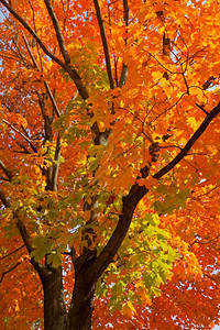 秋季的枫树图片