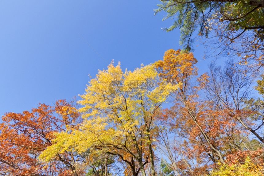 天空下多彩秋季景色图片