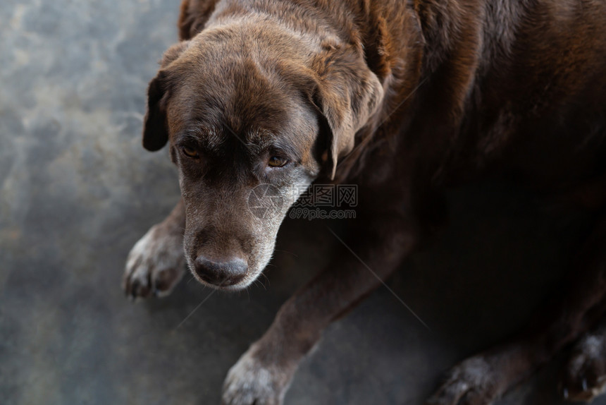 美丽的毛皮一只可爱黑狗在等主人送食物独自的图片
