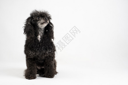 微型猎犬地面坐在白色背景的地板上黑色狗背景图片