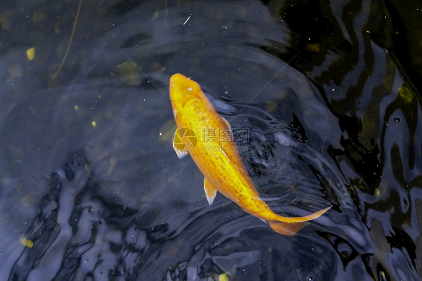 水中游动的金色锦鲤图片