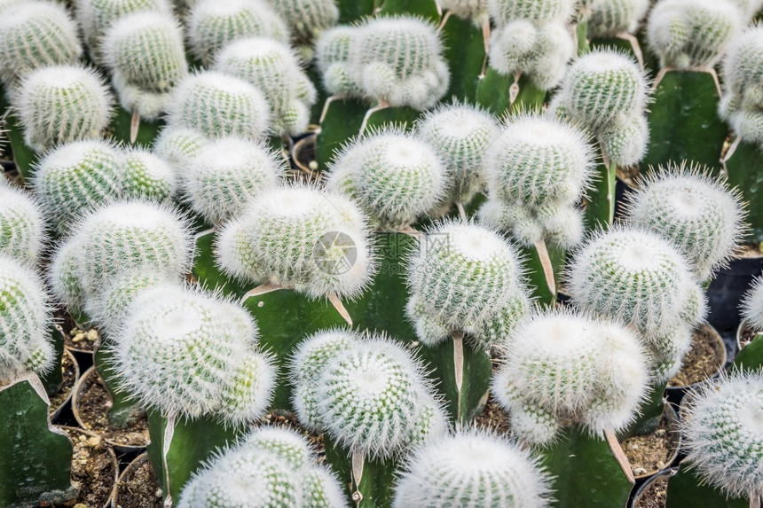 Cactus和纹理或复制空间在锅中用于种植的多仙人掌变排列在行的选择和软焦点丰富多彩的亚利桑那或者图片