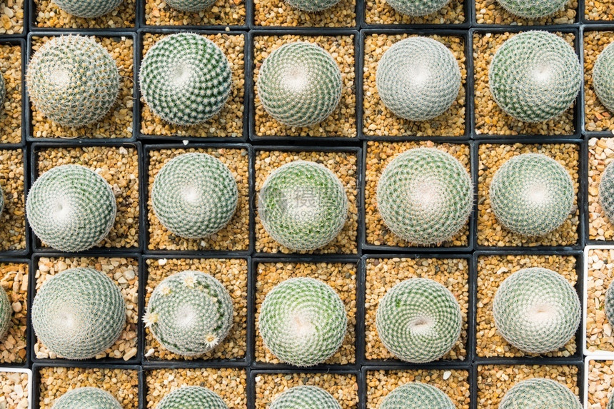 Cactus和纹理或复制空间在锅中用于种植的多仙人掌变排列在行的选择和软焦点景观明亮的黄色图片