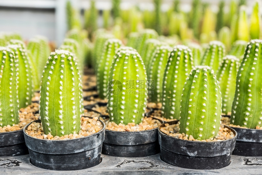 花园的Cactus和纹理或复制空间在锅中用于种植的多仙人掌变排列在行的选择和软焦点图片