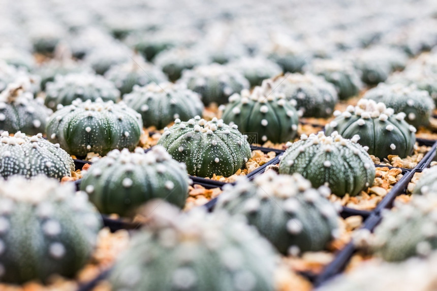 Cactus和纹理或复制空间在锅中用于种植的多仙人掌变排列在行的选择和软焦点现代的西南花图片