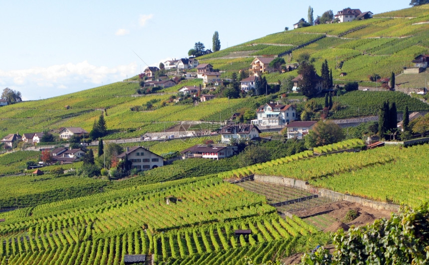 湖瑞士Lavaux地区著名的葡萄园成熟乡村的图片