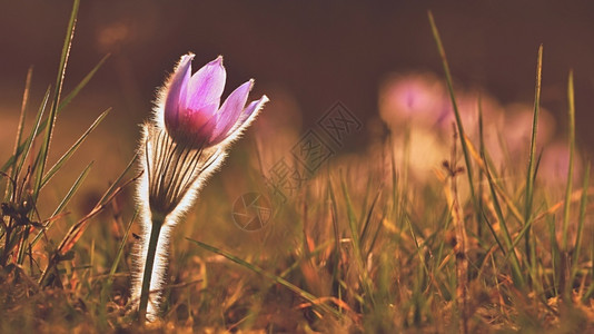 春花美丽的鲜和阳光有着天然色彩的本背景普尔萨奇拉巨人精美绽放颜色图片