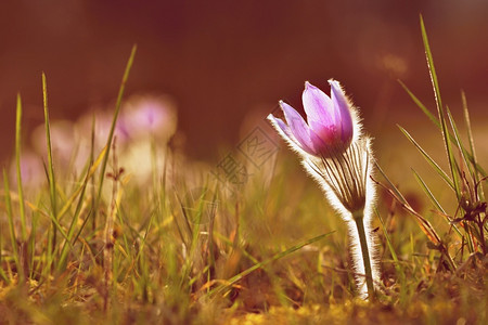 春花美丽的鲜和阳光有着天然色彩的本背景普尔萨奇拉巨人一种绽放精美图片