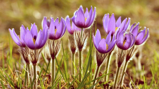 花园绿色春美丽的鲜和阳光有着天然色彩的本背景普尔萨奇拉巨人紫色的图片