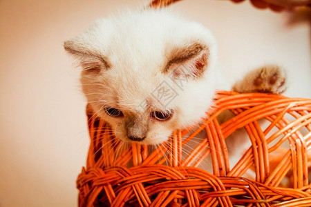 篮子里的小猫咪背景图片