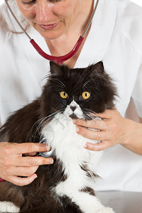兽医给小猫听诊治疗图片