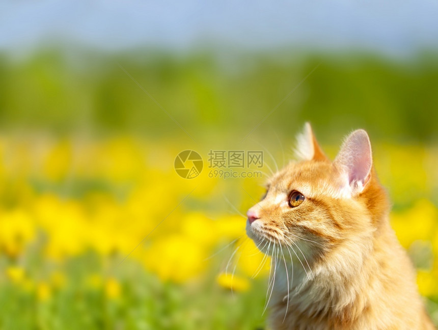 黄色花田里的橘猫图片