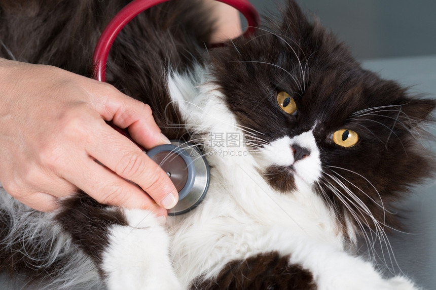 兽医给小猫听诊治病图片