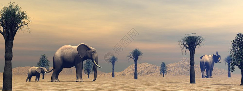 成年有酒兽猴面包树单身的两头成年大象和在热带草原的芭目蛇之间有一点站立由云状清晨光遮蔽在热带草原3D转化成的大象设计图片