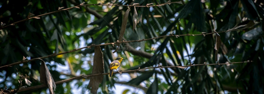 森林羽毛亚洲人橙色迷你小鸟塞在树枝上图片