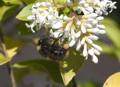 新鲜的一种大黄蜂在白花上寻找蜜乐趣图片
