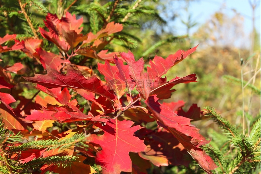 公园坠落红色的秋季风树枝背景的明红橡树叶在秋天图片