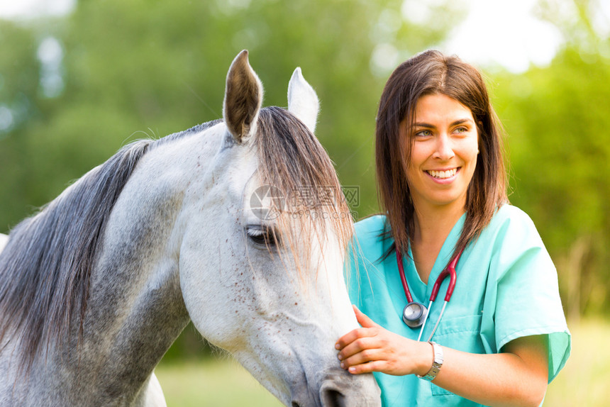 对马匹进行治疗诊断的兽医图片